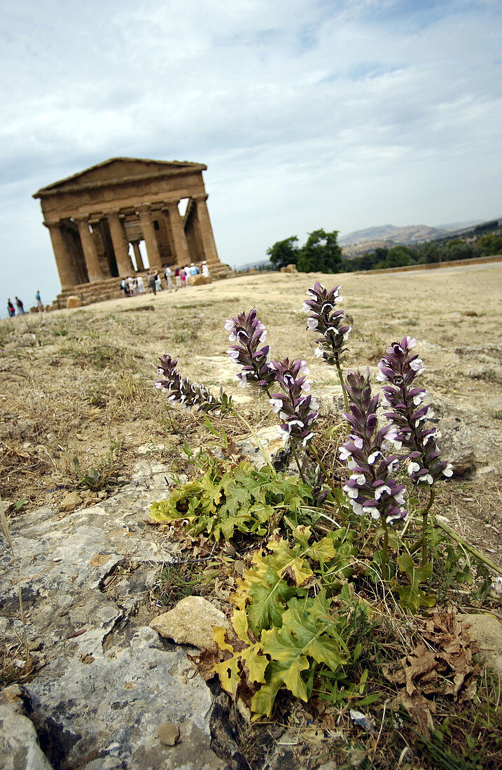 Temple at Agrigento. Sicily, Italy