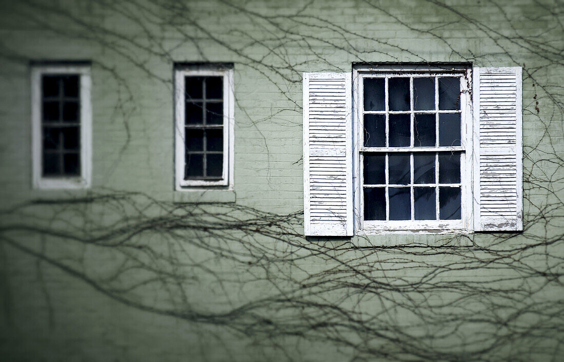 Windows and vines