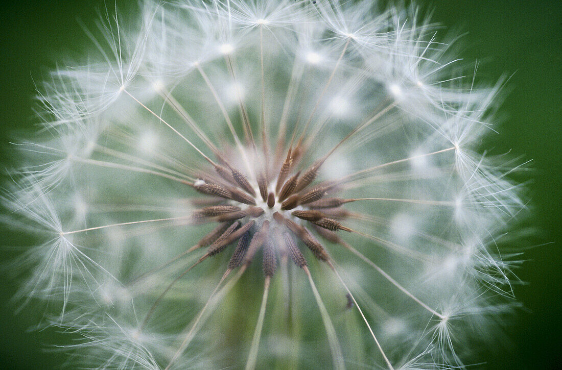 Dandelion