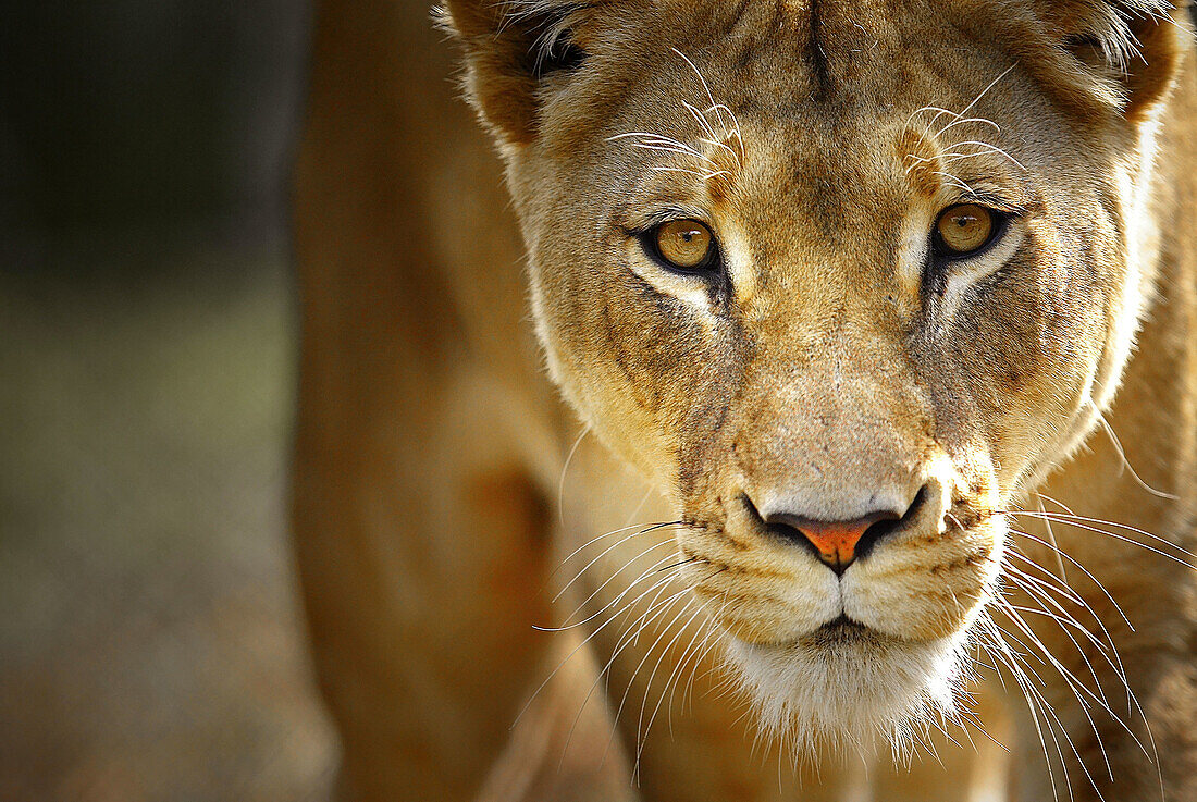 Lion South Australia.