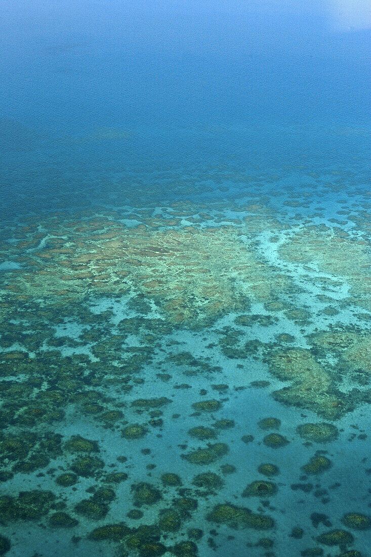 Coral, ocean. Australia