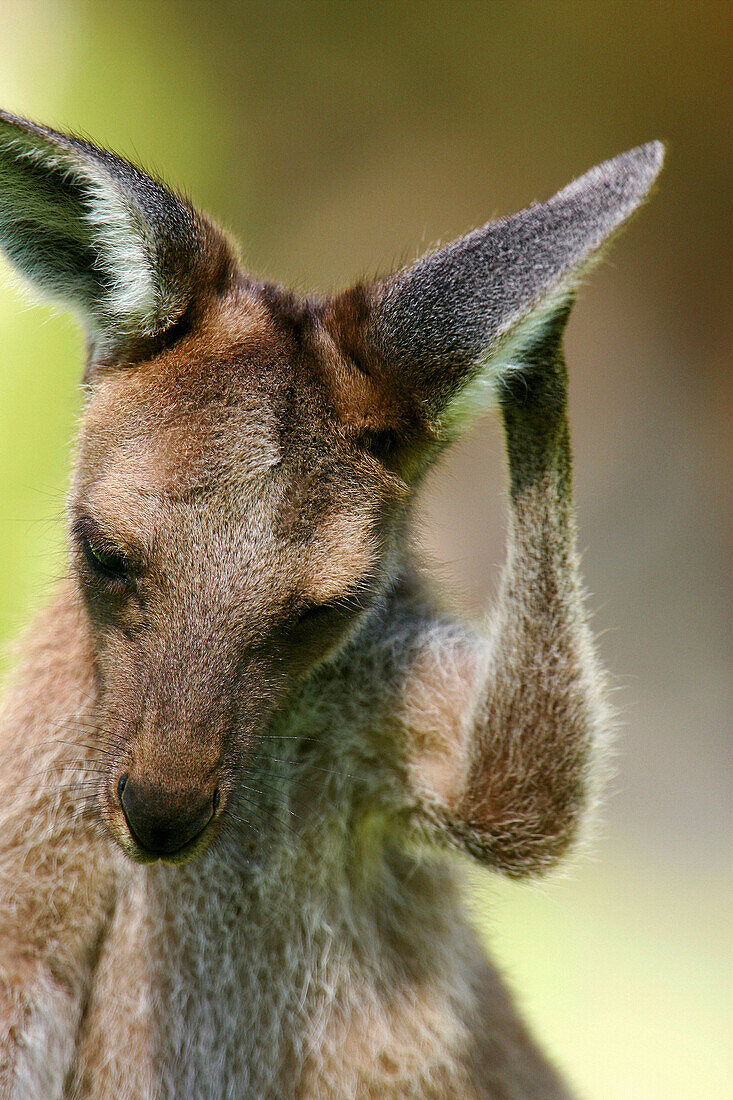 Kangaroo. Australia.