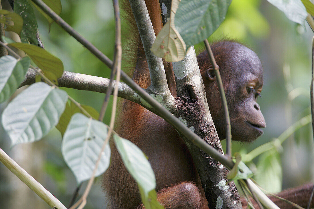 Orphan orang-utans at nursery. Sepilok Orang Utan Sanctuary, Sandakan, Borneo, Malaysia