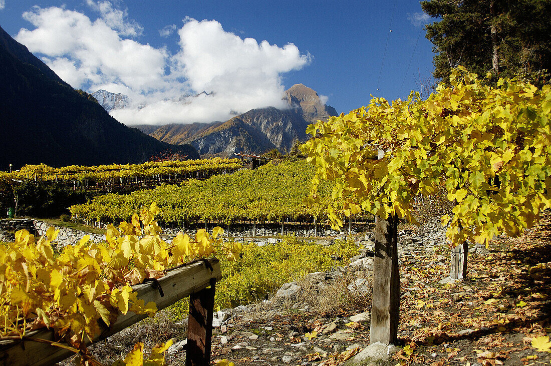 Vineyards for the production of the Blanc de Morgex wine in the late autumn with Crammont mountain in background, Valle dAosta. Italy