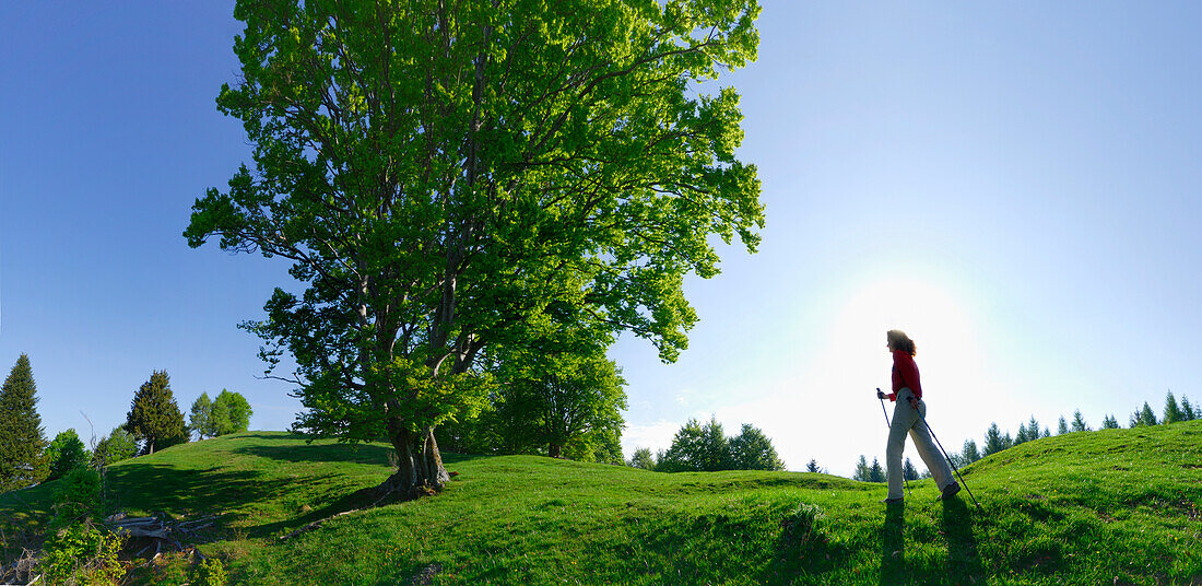 Frau beim Nordic Walking, Alpe del Borgo, Monte San Primo, Como, Lombardei, Italien