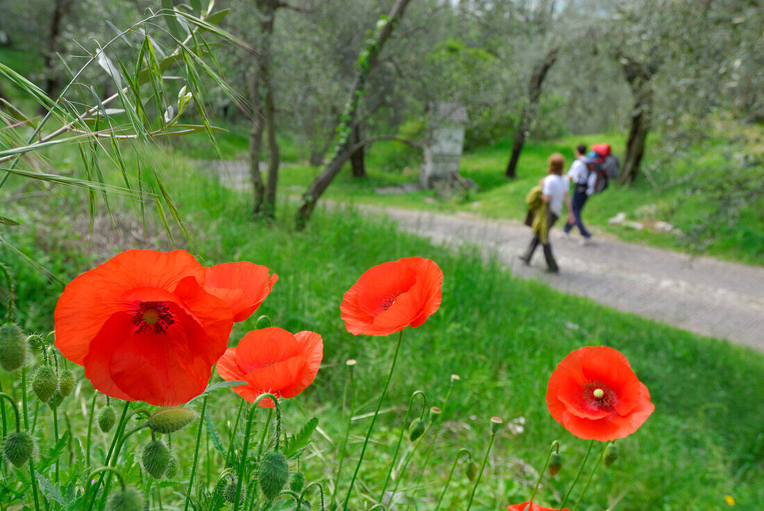 walkers on street through olive groove with Station of the Cross, flowering poppy in foreground, Arco, Trentino, Italy
