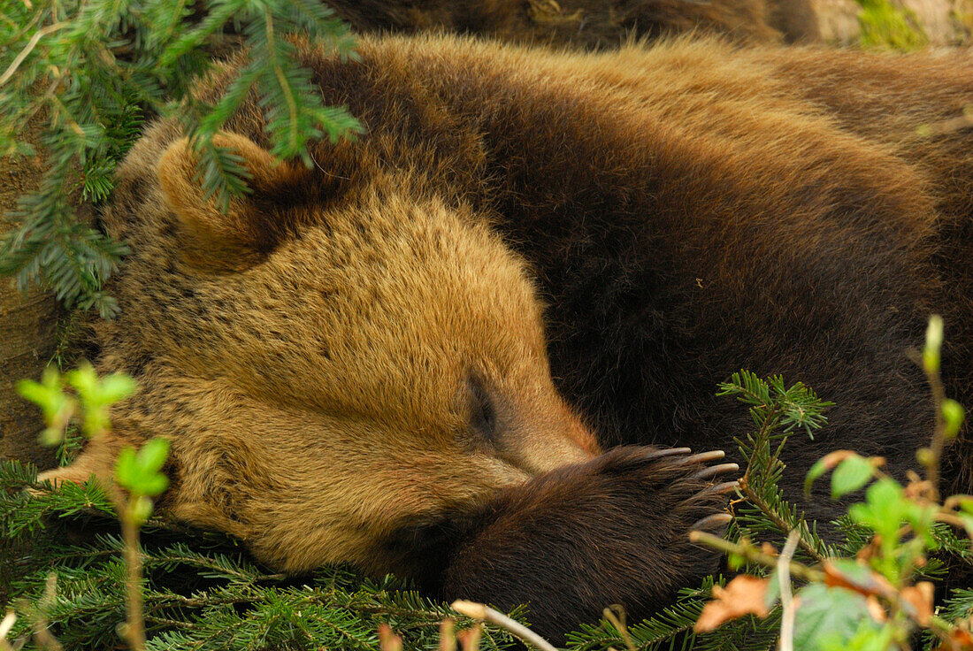 brown bear, ursus arctos, sleeping with paw in front of his face