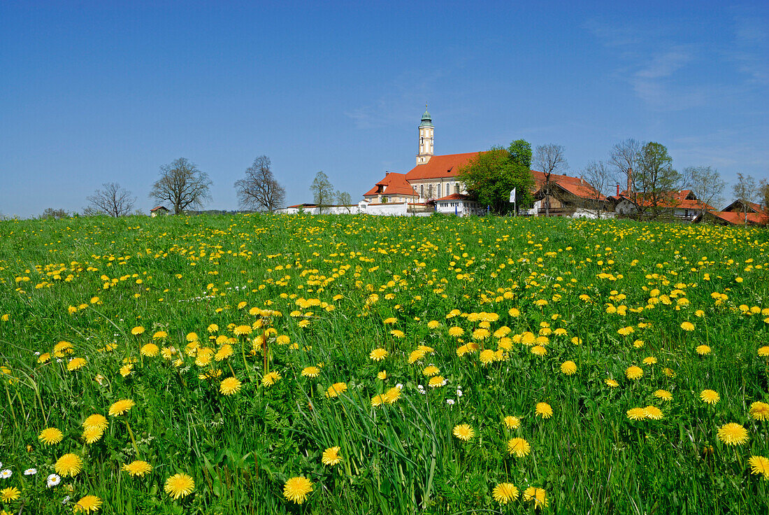 View over dandelion meadow to Reutberg Abbey, Upper Bavaria, Bavaria, Germany