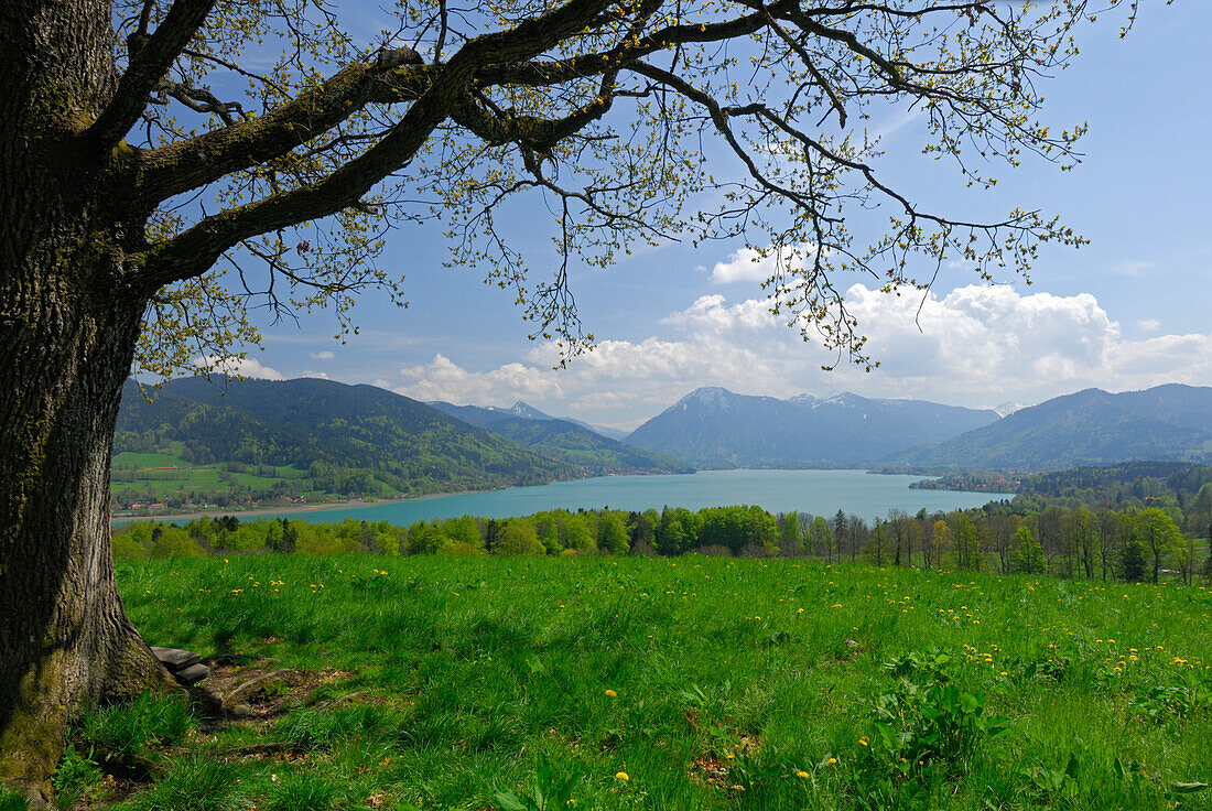 Wiese mit Baum und Aussicht auf Tegernsee mit Wallberg, Bayerische Voralpen, Bayerische Alpen, Oberbayern, Bayern, Deutschland