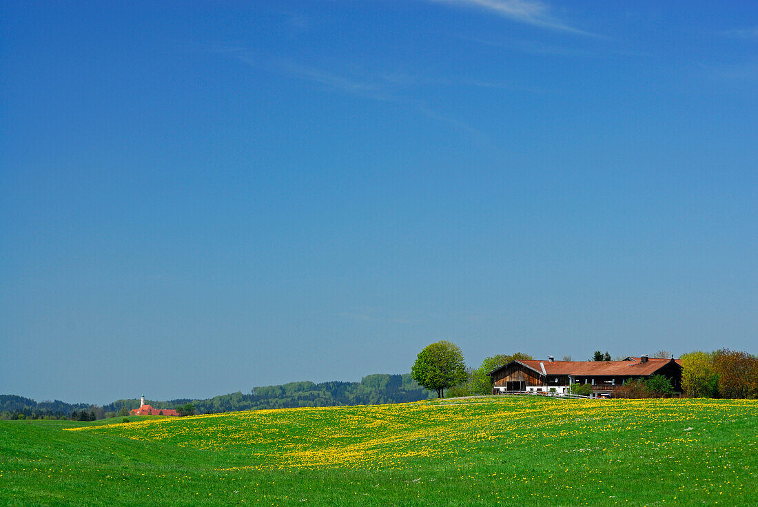 View over dandelion meadow to Reutberg Abbey, Upper Bavaria, Bavaria, Germany