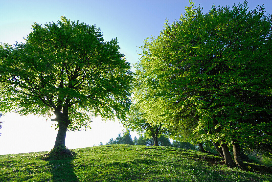 Meadow with beeches, Alpe del Borgo, Monte San Primo, Como, Lombardy, Italy