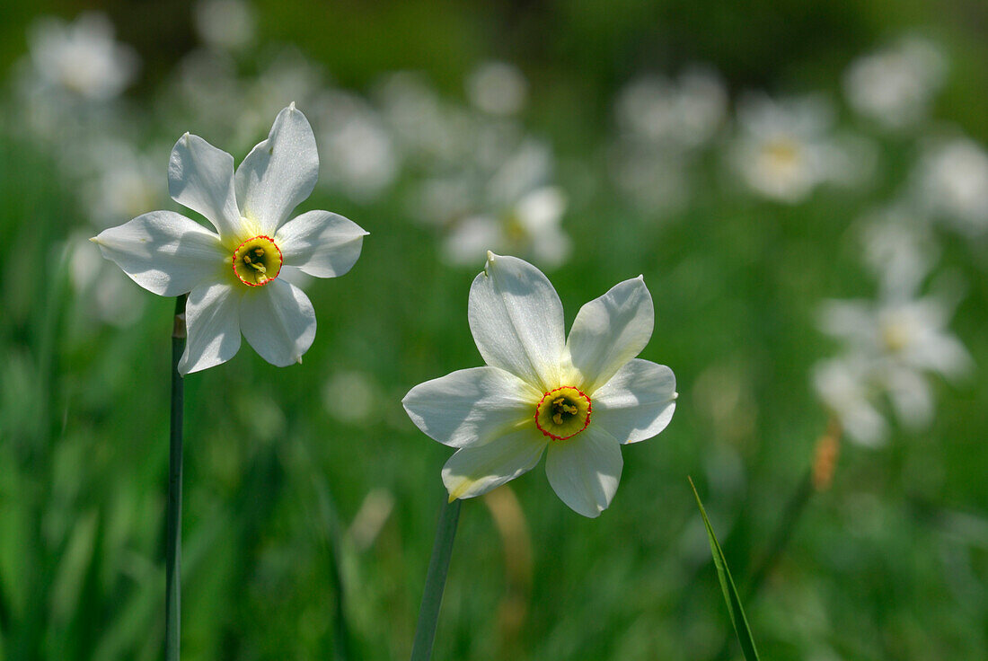 narcissuses on pasture of Campo dei Fiori, Punta di Mezzo, Santa Maria del Monte, Sacromonte di Varese, World Heritage Site, Lombardy, Italy