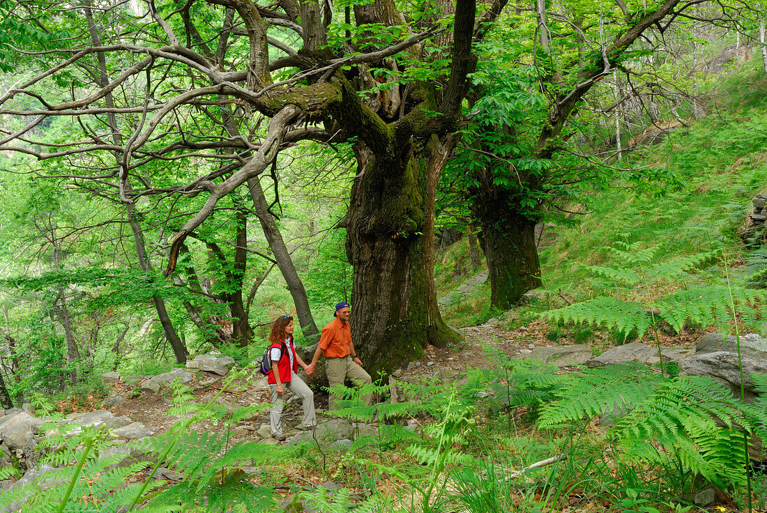 junges Paar auf Weg zwischen Farnen und Laubbäumen, Tessin, Schweiz
