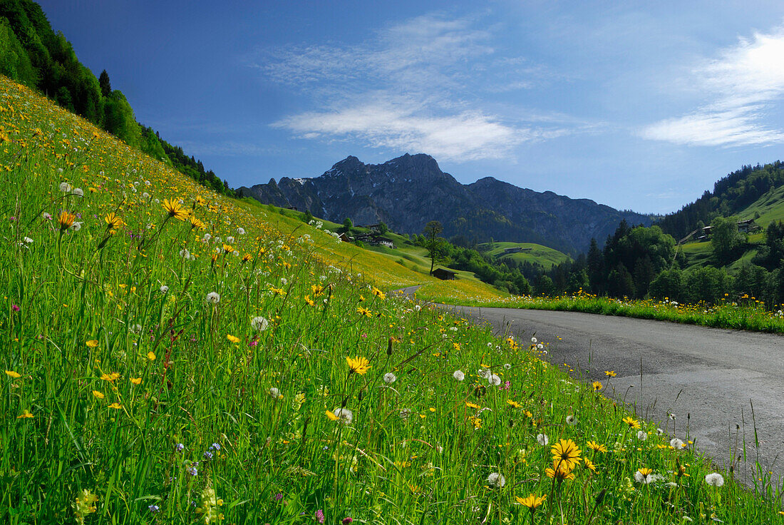 Straße und Blumenwiese mit Bergen im Hintergrund, Lofer, Berchtesgadener Alpen, Salzburger Land, Österreich