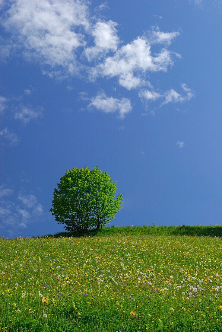 Flower meadow with deciduous tree, Lofer, Berchtesgaden Alps, Salzburg (state), Austria