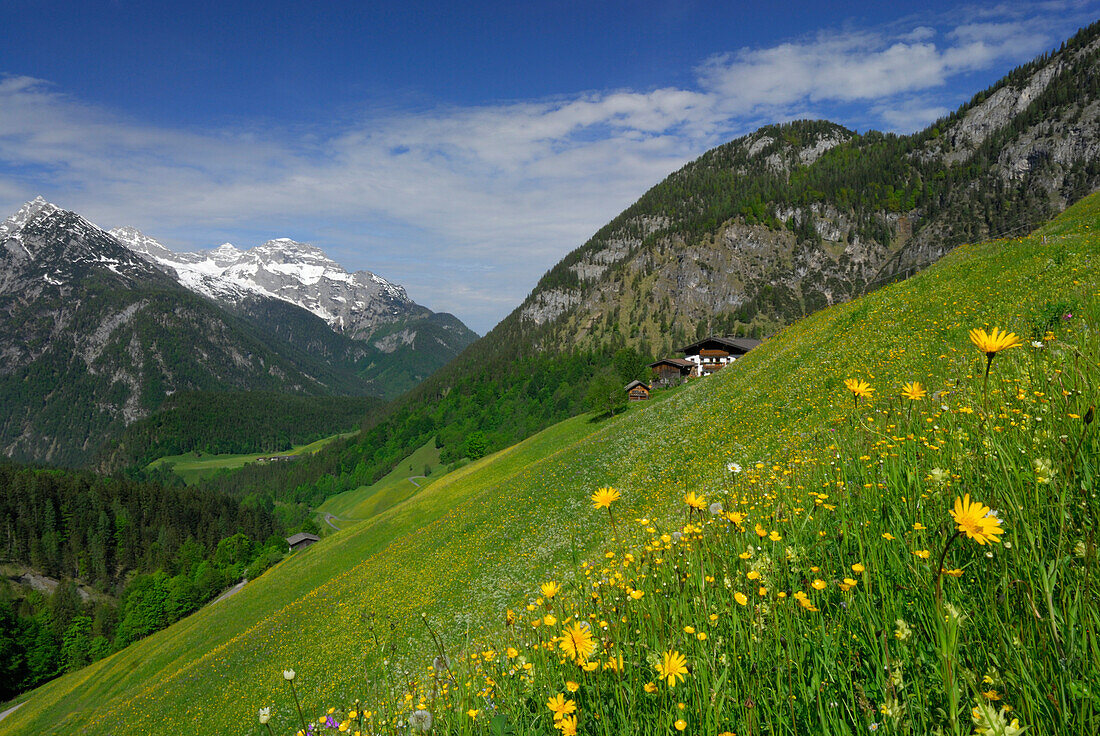 spring pasture with farm house and mountains in background, Lofer, Berchtesgaden range, Salzburg, Austria