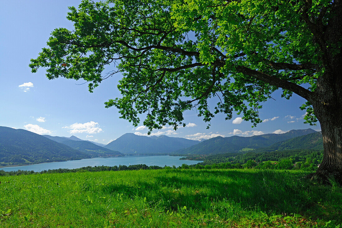 Blick über Tegernsee mit Wallberg, Bayerische Voralpen, Oberbayern, Bayern, Deutschland