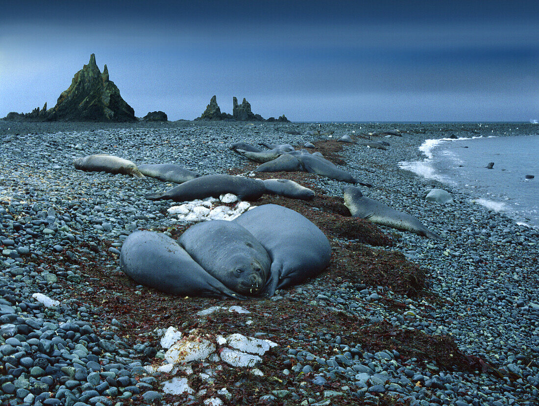 Sleeping sea elephants, King George Island, Antarctic Peninsula, Antarctica