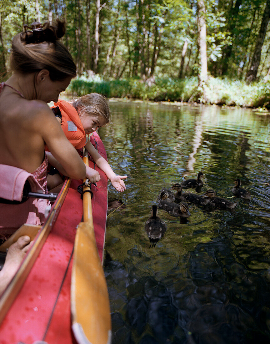 Paddeltour mit Kindern, auf Lehder Fließ, zahme Wild-Enten füttern, Erlenwald, bei Lübbenau, Oberspreewald, Biospärenreservat, Spreewald, Brandenburg, Deutschland, MR