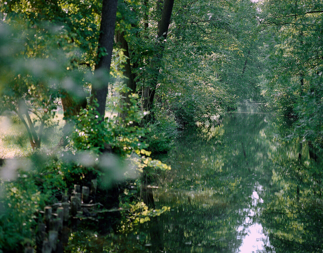 Hauptspree in Burg-Kolonie, hauptsächlich Erlenbäume, Oberspreewald, Biosphärenreservat, Spreewald, Brandenburg, Deutschland