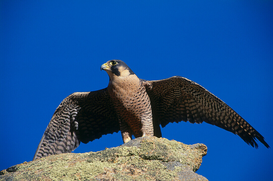 Peregrine Falcon spreading its wings