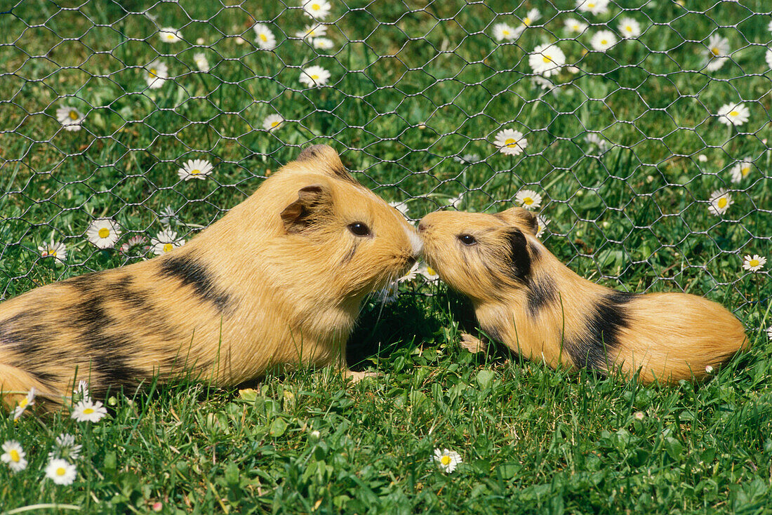 Guinea pigs, mother and young animal in outdoor enclosure on a meadow
