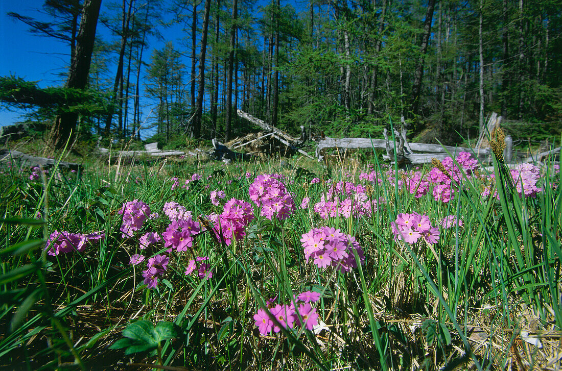 Mehlprimeln im Zabaikalsky Nationalpark, Ushkany Inseln, Baikalsee, Rußland