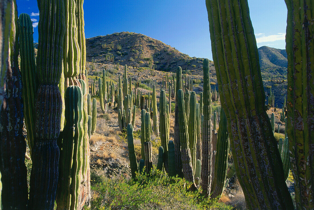Landscape with Cardon cactuses, Catalina Island, Isla Catalan, Baja California, Mexico, North America