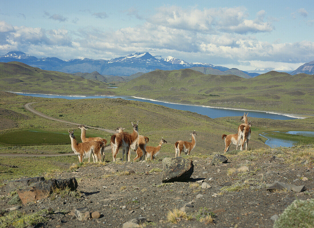 Landschaft mit Guanakos, Torres del Paine Nationalpark, Anden, Patagonien, Chile, Südamerika