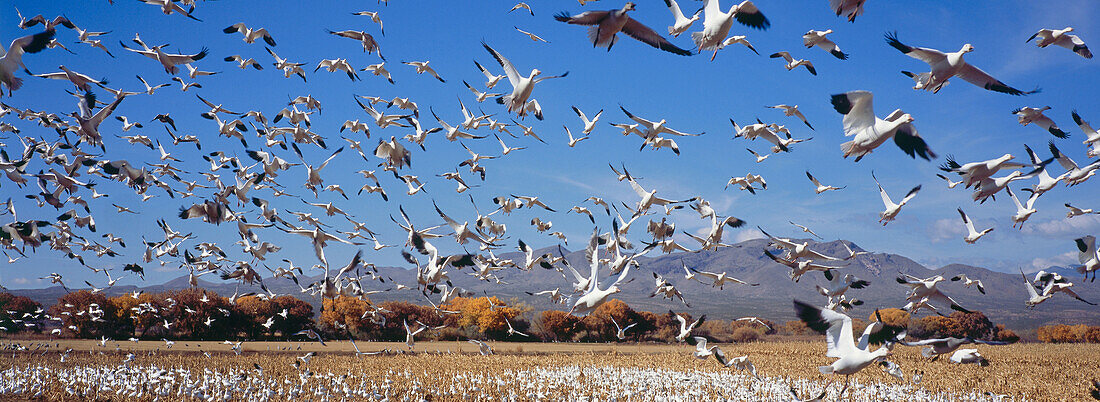 Snow geese at wintering grounds, Bosque del Apache, New Mexico, USA