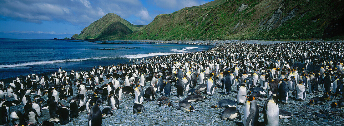 A colony of King Penguins and Royal Penguins, Sandy Bay, Macquarie Island, Australia