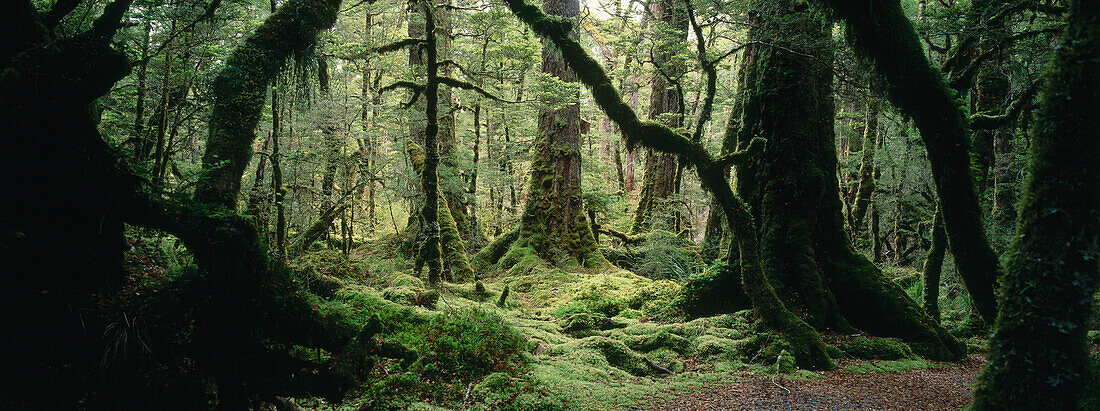 Regenwald, Rainforest Lake Gunn Nature Walk, Fiordland Nationalpark, Neuseeland