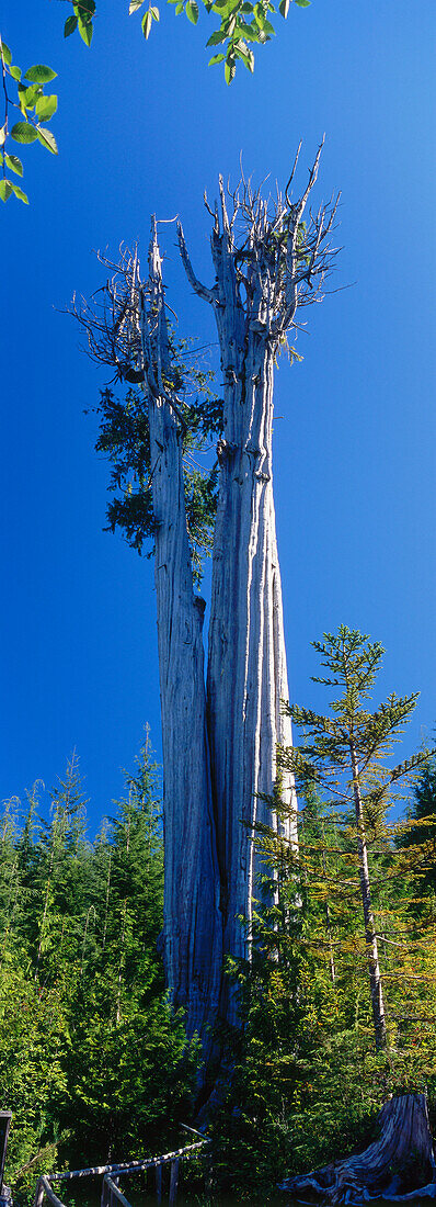 View at giant tree, Olympic National Park, Washington, USA