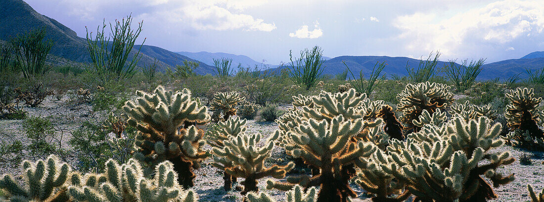 Teddy-bear Cholla, Anza-Borrego Desert State Park, Kalifornien, USA