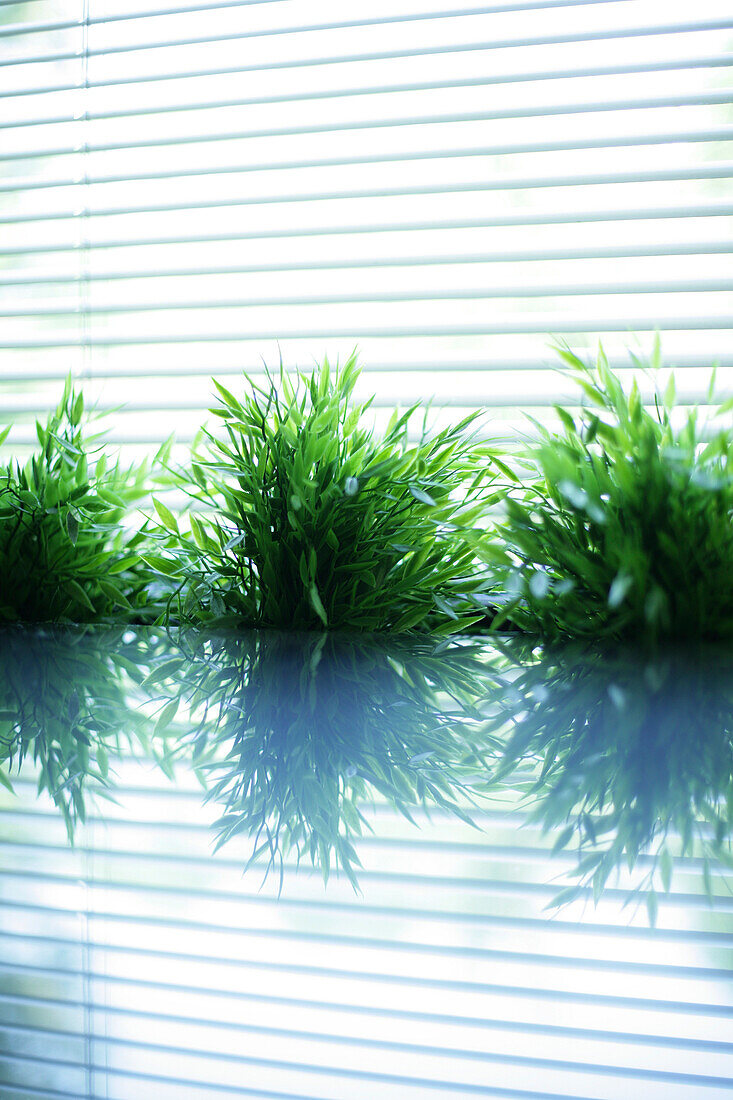 Pflanzen vor Fenster, Dekoration, Wohnen, Lifesyle