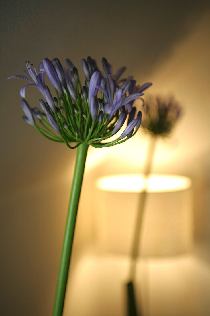 Close up of a flower, Decoration, Styling, Home