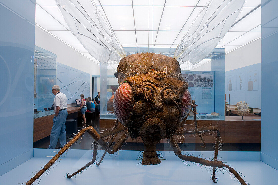 Das Deutsche Hygiene Museum, DHMD, Saal 2 Leben und Sterben: Vergrößerung einer Fruchtfliege; das Insekt ist ein bei den Mikrobiologen beliebter Versuchorganismus, Dresden, Sachsen, Deutschland, Europa