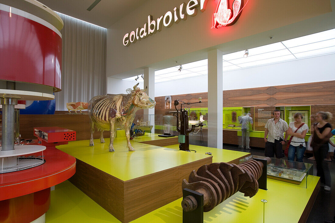 Das Deutsche Hygiene Museum, DHMD, Room 3 Eating and Drinking, Glass cow, Dresden, Saxony, Germany, Europe