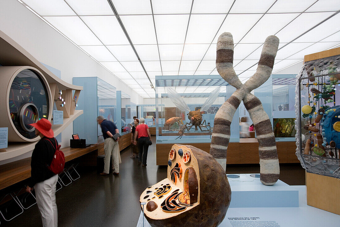 Deutsches Hygiene Museum, Dresden, Sachsen, Deutschland