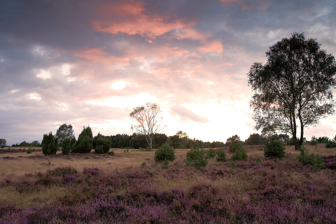 Trees and heather under clouded sky, Luneburg Heath, Lower Saxony, Germany, Europe