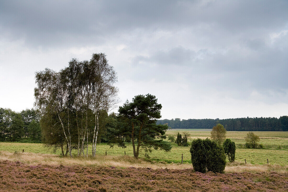 Trees and heather under clouded sky, Luneburg Heath, Lower Saxony, Germany, Europe