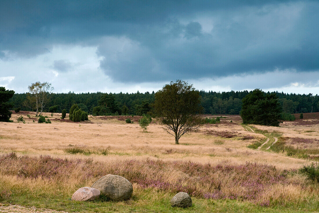 Heather and trees under clouded sky, Luneburg Heath, Lower Saxony, Germany, Europe