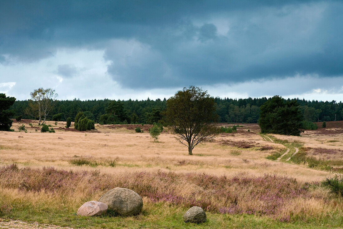 Heidekraut und Bäume unter Wolkenhimmel, Lüneburger Heide, Niedersachsen, Deutschland, Europa