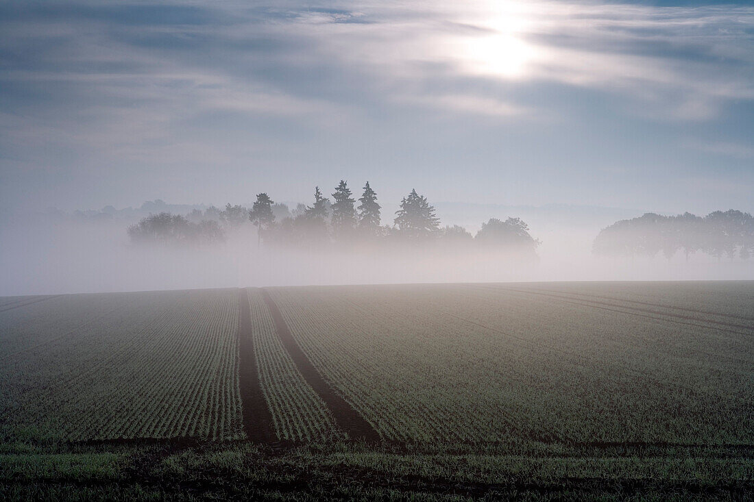 Idylische Landschaft im Morgennebel, Domäne Beberbeck, Hessen, Deutschland, Europa