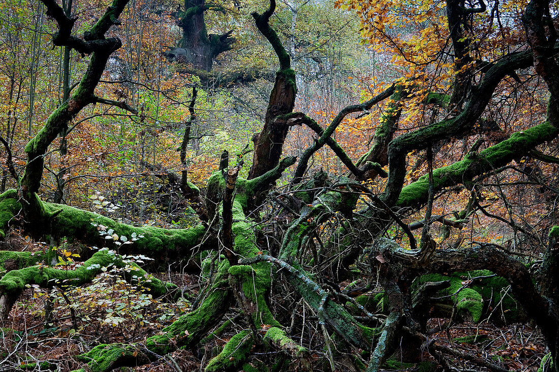 Mossy branches in forest Reinhardswald, Hesse, Germany