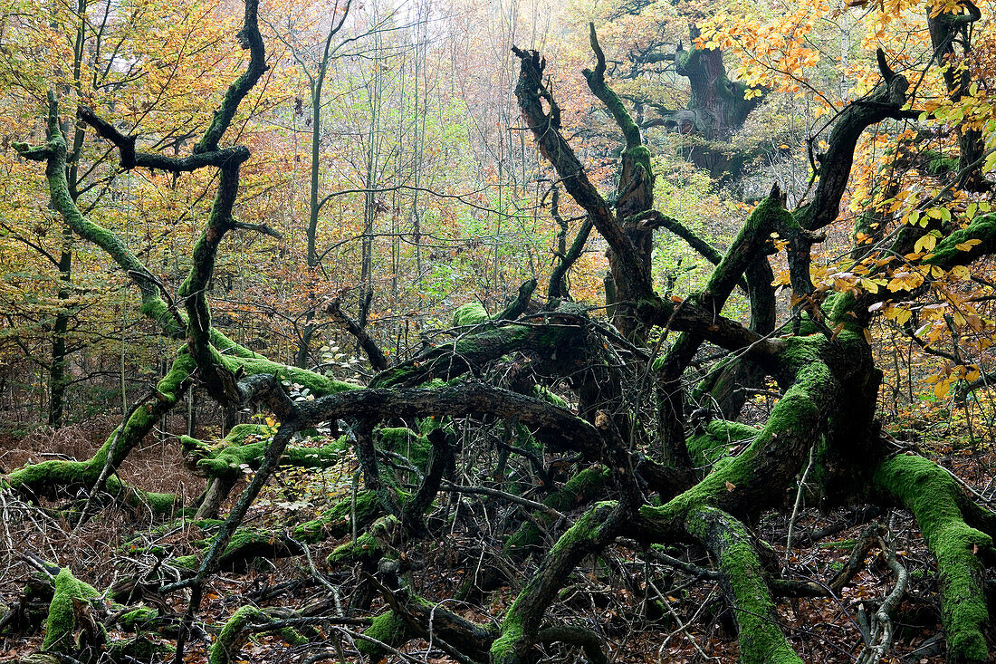 Trees at Reinhardswald in autumn, Hesse, Germany, Europe