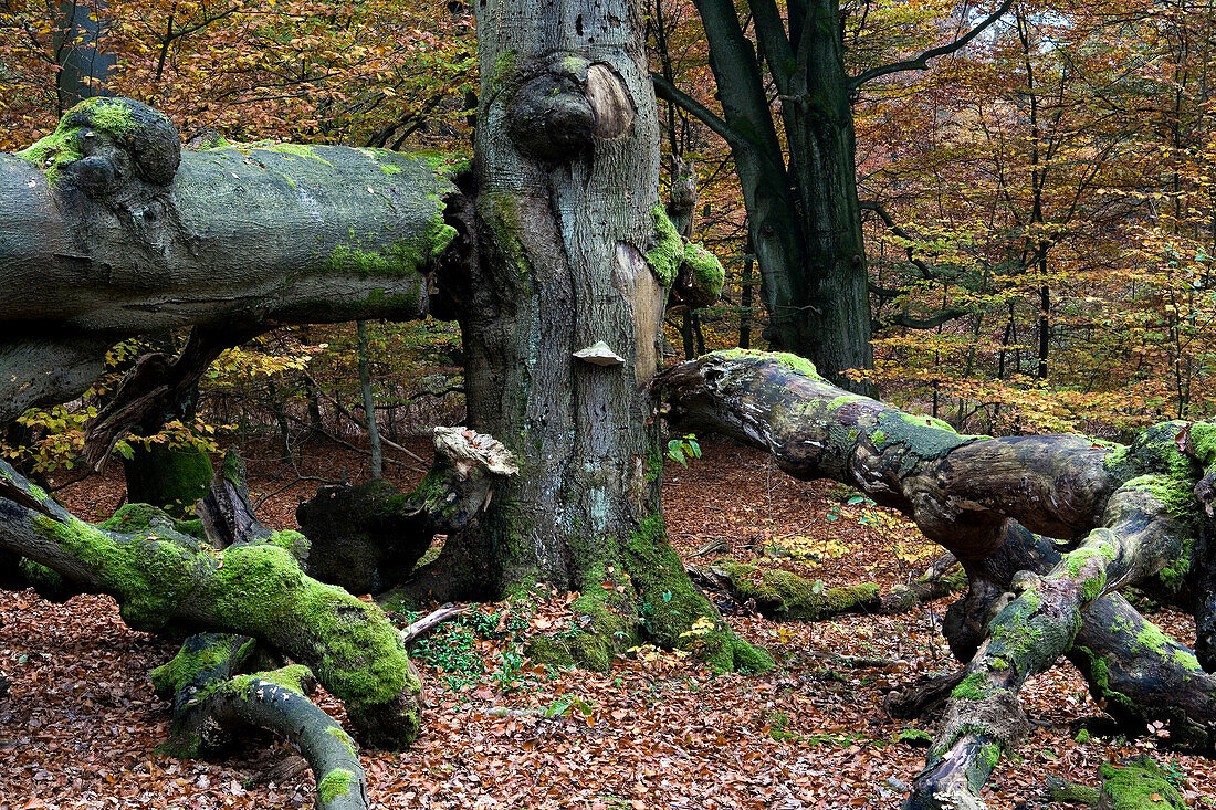 Trees at Reinhardswald in autumn, Hesse, Germany, Europe