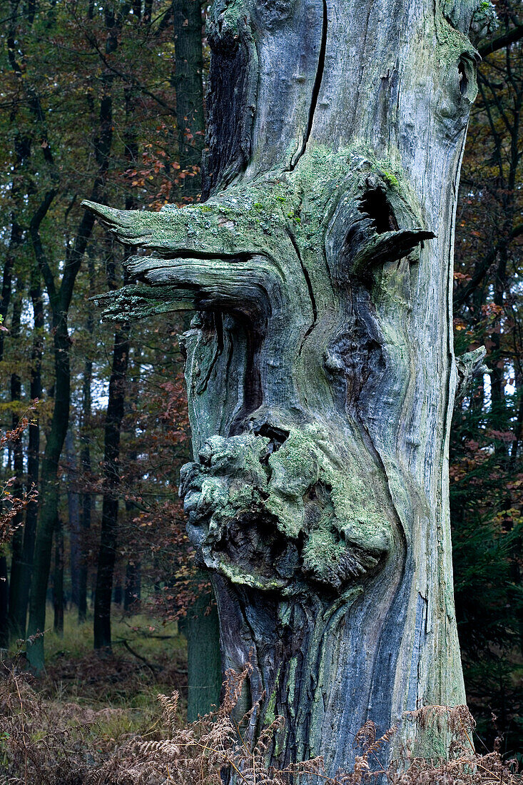 Bäume im Reinhardswald im Herbst, Hessen, Deutschland, Europa