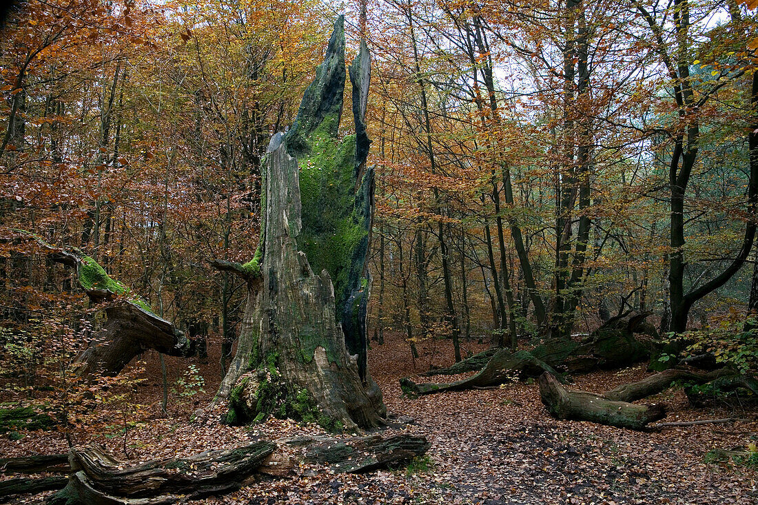 Bäume im Reinhardswald im Herbst, Hessen, Deutschland, Europa