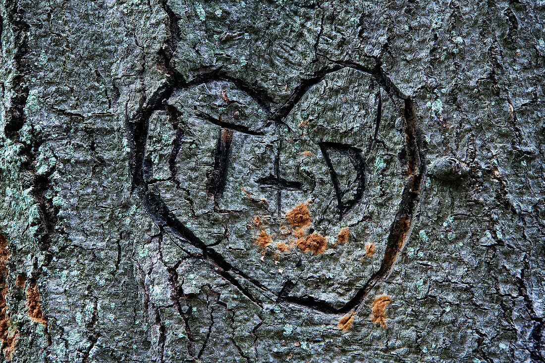 Close-up of tree bark, Reinhardswald, Hesse, Germany, Europe